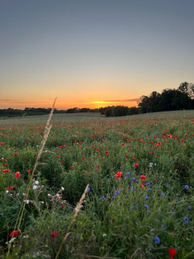 Sonnenuntergang am Weg zum See. Wiese mit Kornblumen